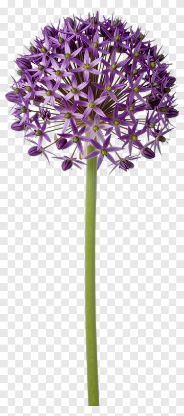 Purple Allium Flower With Green Stem PNG