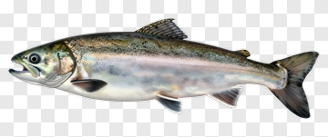 Salmon PNG