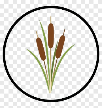 Cattail PNG