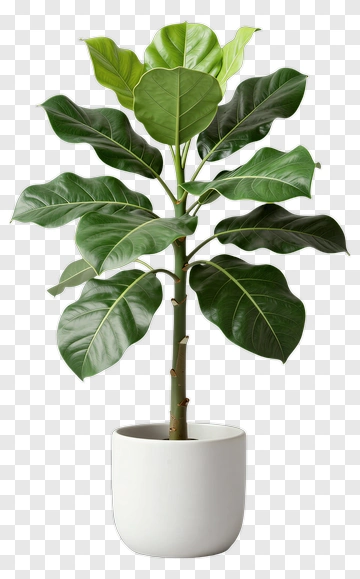 Fig Tree In White Pot PNG