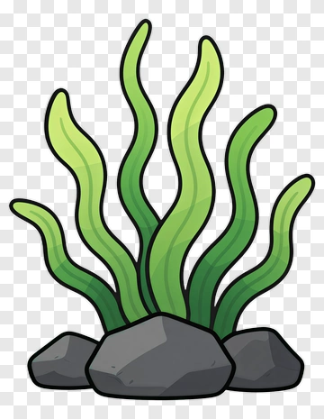 Cartoon Seaweed Growing On Rock PNG