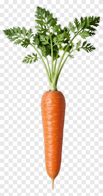 Fresh Carrot With Green Tops PNG