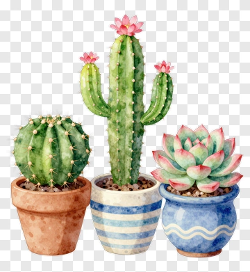 Cactus And Succulent Plants With Pink Flowers PNG
