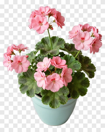 Pink Geranium In Light Blue Pot PNG