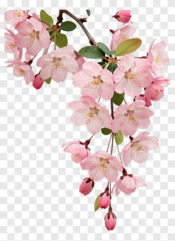 Cherry Blossom Branch In Full Bloom PNG