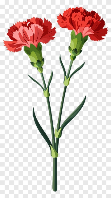 Two Red Carnations PNG