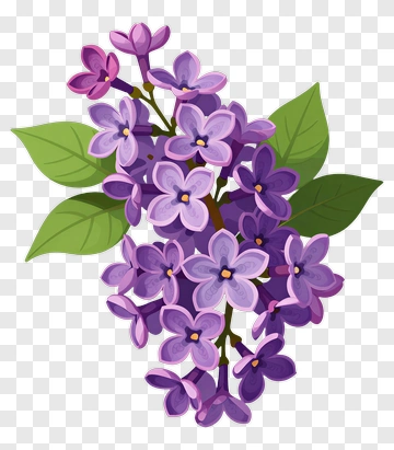 Lilac Flowers With Green Leaves PNG