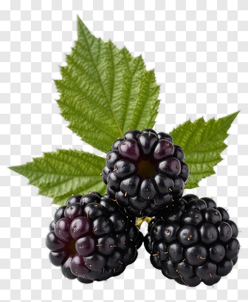 Blackberry With Leaf PNG