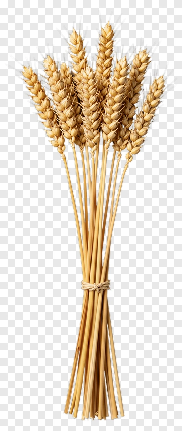 Bundled Wheat Stalks PNG