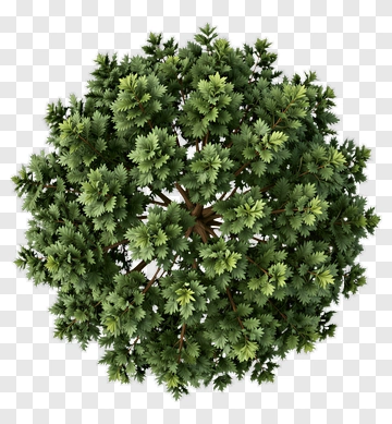 Top View Of A Dense Green Tree PNG