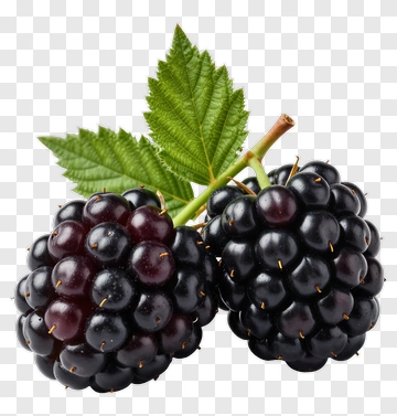 Blackberry With Leaf PNG