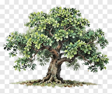 A Watercolor Painting Of A Leafy Oak Tree PNG