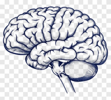 Hand Drawn Brain Illustration PNG