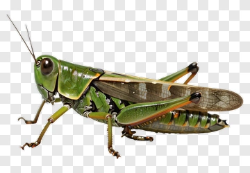 Green Grasshopper With Brown And Orange Details PNG