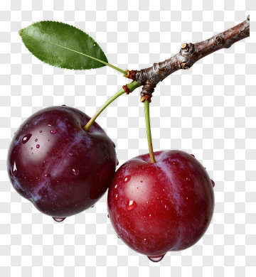 Two Plums On A Branch PNG