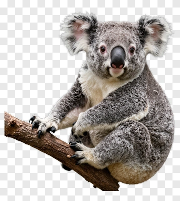Koala On Tree Branch PNG