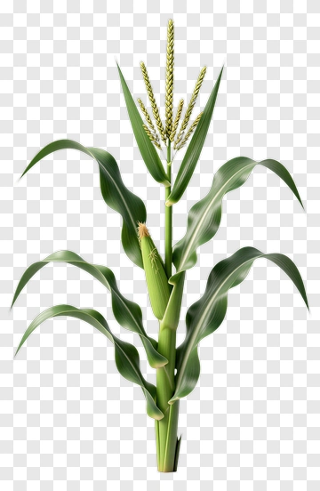 Corn Plant PNG