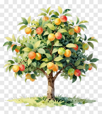 Fruit Tree With Orange Fruits PNG