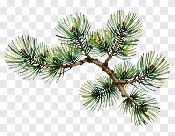 Watercolor Pine Branch PNG