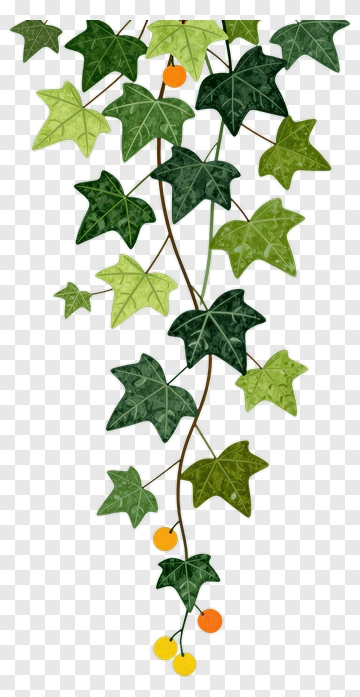 Ivy With Green Leaves And Orange Berries PNG