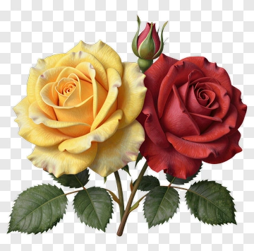 Yellow And Red Roses With Bud PNG