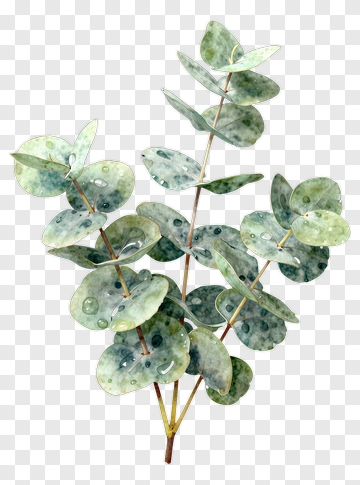 Eucalyptus Leaf With Dewdrops PNG