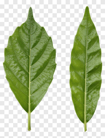 Two Green Leaves PNG