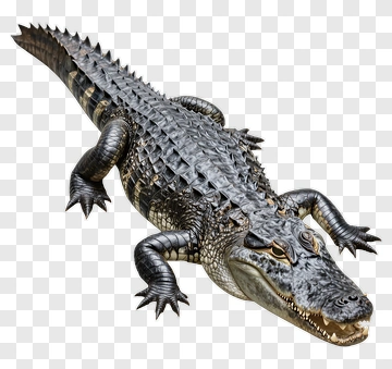 Alligator With Open Mouth PNG
