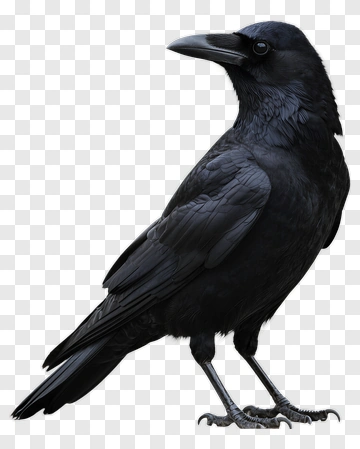 Black Crow Standing PNG