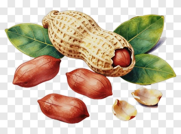 Peanut With Leaves PNG