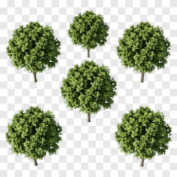 Green Trees PNG