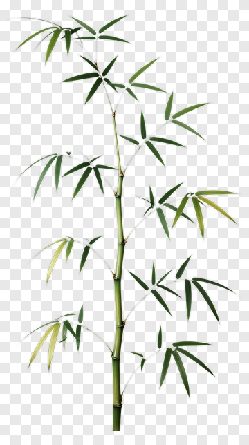 Bamboo PNG