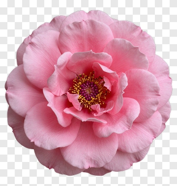 Pink Flower With Detailed Center PNG
