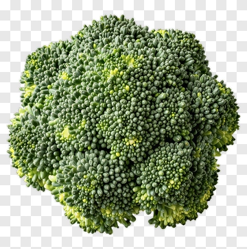 Fresh Broccoli PNG
