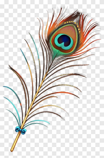 Elegant Peacock Feather With Bow PNG