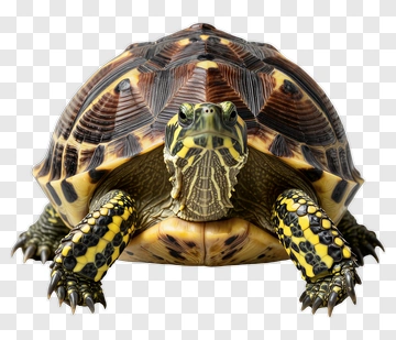 Turtle With Yellow And Black Patterns PNG