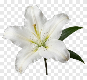 White Lily In Full Bloom PNG