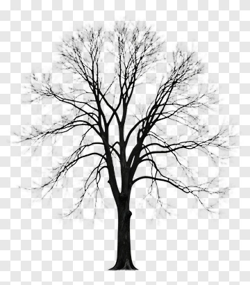 Silhouette Of A Bare Tree PNG