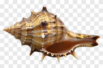 Conch Shell PNG