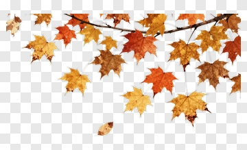 Autumn Maple Leaves On Branch PNG