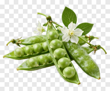Fresh Pea Pods With Leaves And Flower PNG