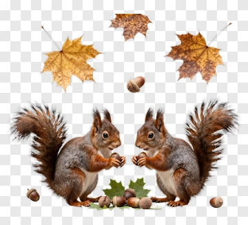 Two Squirrels Holding Acorns PNG