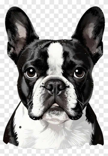 Boston Terrier Portrait PNG
