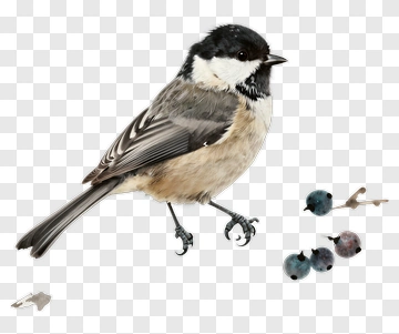 Chickadee Perched On Branch PNG