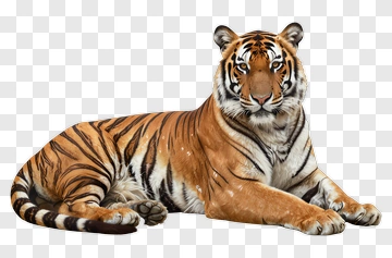 Tiger Resting On Gray Surface PNG