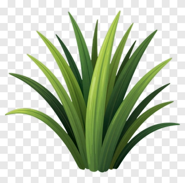 Grass Plant PNG