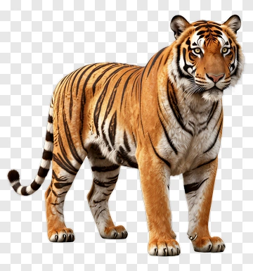 Tiger PNG
