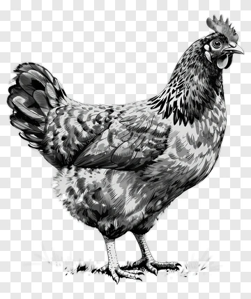 Rooster PNG