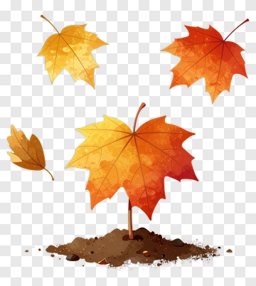 Falling Maple Leaves In Autumn PNG