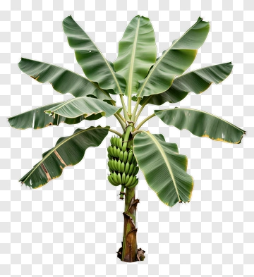 Banana Tree With Green Leaves PNG
